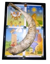 Sheep horn framed for sale  RUGELEY
