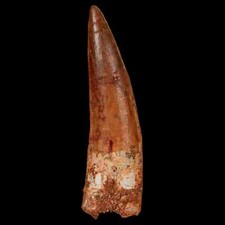 3.4 spinosaurus fossil for sale  Post Falls
