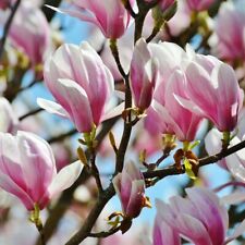 Tulpenmagnolie magnolia soulan gebraucht kaufen  Detmold