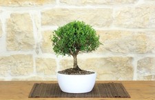 Bonsai mirto ciotola usato  Giovinazzo