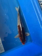 Inches kin gomoro for sale  Spring