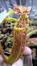 Nepenthes sale plant for sale Nepenthes sale plant for sale  HUNTINGDON