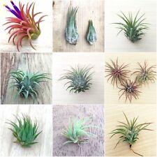 Tillandsia air plant for sale  DRONFIELD