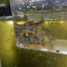 Salt pepper corydoras for sale  Linden