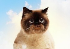 Beautiful cute happy for sale  SELBY