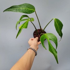 Monstera Burle Marx Flame Compre 5 Grátis 1 + Fitossanitário Grátis comprar usado  Enviando para Brazil
