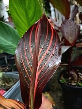 Pianta canna indica usato  Sora