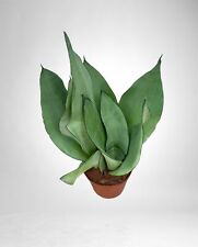 Pianta sansevieria moonshine usato  Terlizzi