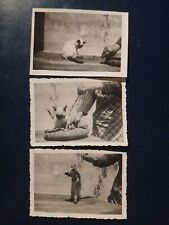 1930 lot chat d'occasion  Saint-Ambroix