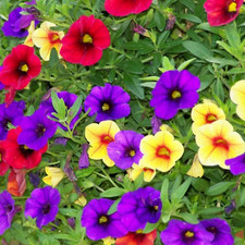 Mixed calibrachoa seeds for sale  Denver