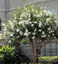 Seeds white crape for sale  Goldsboro