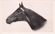 Pin haras etalon d'occasion  France
