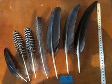 Plume paon strié d'occasion  Eaubonne