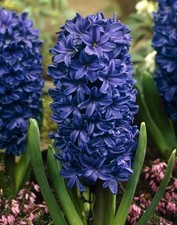 Dunkelblau violette hyazinthe gebraucht kaufen  Emden