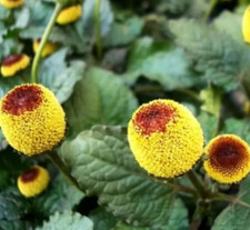 Toothache plant seeds for sale  Berwyn