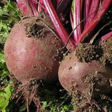X18 beetroot plug for sale  STOWMARKET