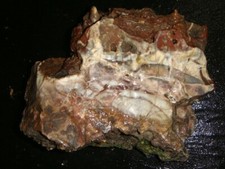 Old agatized limb for sale  Dyer