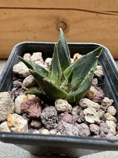 Ariocarpus trigonus minor usato  Valdastico