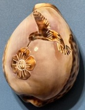 tiger cowrie for sale tiger cowrie for sale Santa Fe