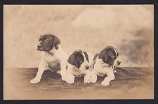 Dogs puppies rppc for sale  Chattanooga