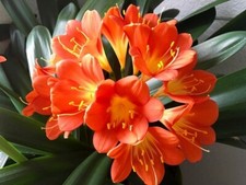 Clivia miniata plant for sale  Danielson