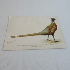 Original antique gamebird for sale  Montpelier