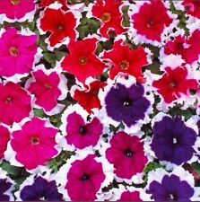 Bedding petunia express for sale  NEWARK