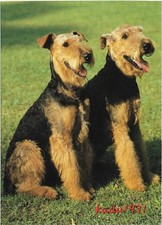 475 airedale terrier gebraucht kaufen  Perleberg
