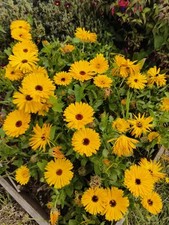 Calendula officinalis young for sale  PAIGNTON