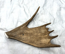 Real moose antler for sale  USA
