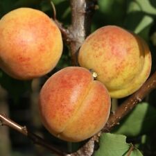 Bergeron riesenaprikose buschb gebraucht kaufen  Quakenbrück