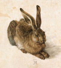 Young hare albrecht for sale  Amesbury