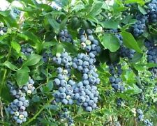Heidelbeeren pflegeleichte ans gebraucht kaufen  Kaiserslautern