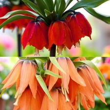 Fritillaria imperialis spring for sale  GLASGOW