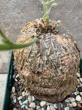 Coccinia trilobata cucurbitace gebraucht kaufen  Hannover