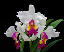 Orchidée cattleya hardyana d'occasion  Paris XV