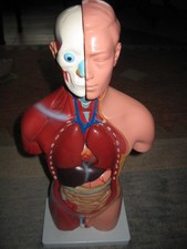 anatomie studium skelett gebraucht kaufen anatomie studium skelett gebraucht kaufen  Rohrdorf