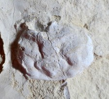 Crabe fossile crétacé d'occasion  Cuxac-d'Aude