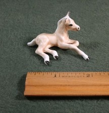 Tiny lying foal for sale  Kansas City