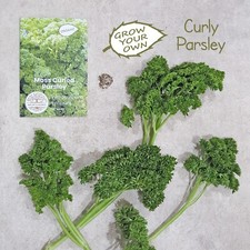 Grow curly parsley for sale  BIRKENHEAD