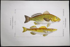 1831 pretre originale usato  Urbino