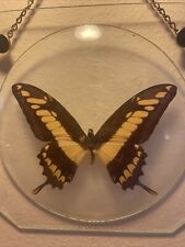 Vintage real butterfly for sale  Navarre