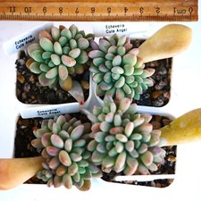 Echeveria cute angel for sale  BEXHILL-ON-SEA