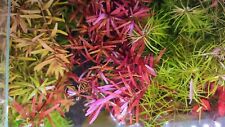 Rotala blood red gebraucht kaufen  Worms