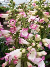Penstemon pensham laura for sale  STOKE-ON-TRENT