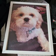Bischon frise framed for sale  DERBY