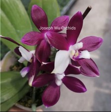 Rare phalaenopsis tetraspis for sale  LONDON