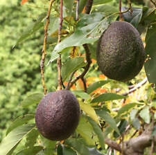 Persea americana avocatier d'occasion  Expédié en France