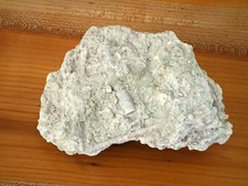 Großer fossilien seelilien gebraucht kaufen  Deutschland