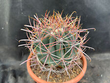 Ferocactus cylindraceus tortul usato Ferocactus cylindraceus tortul usato  Massafra